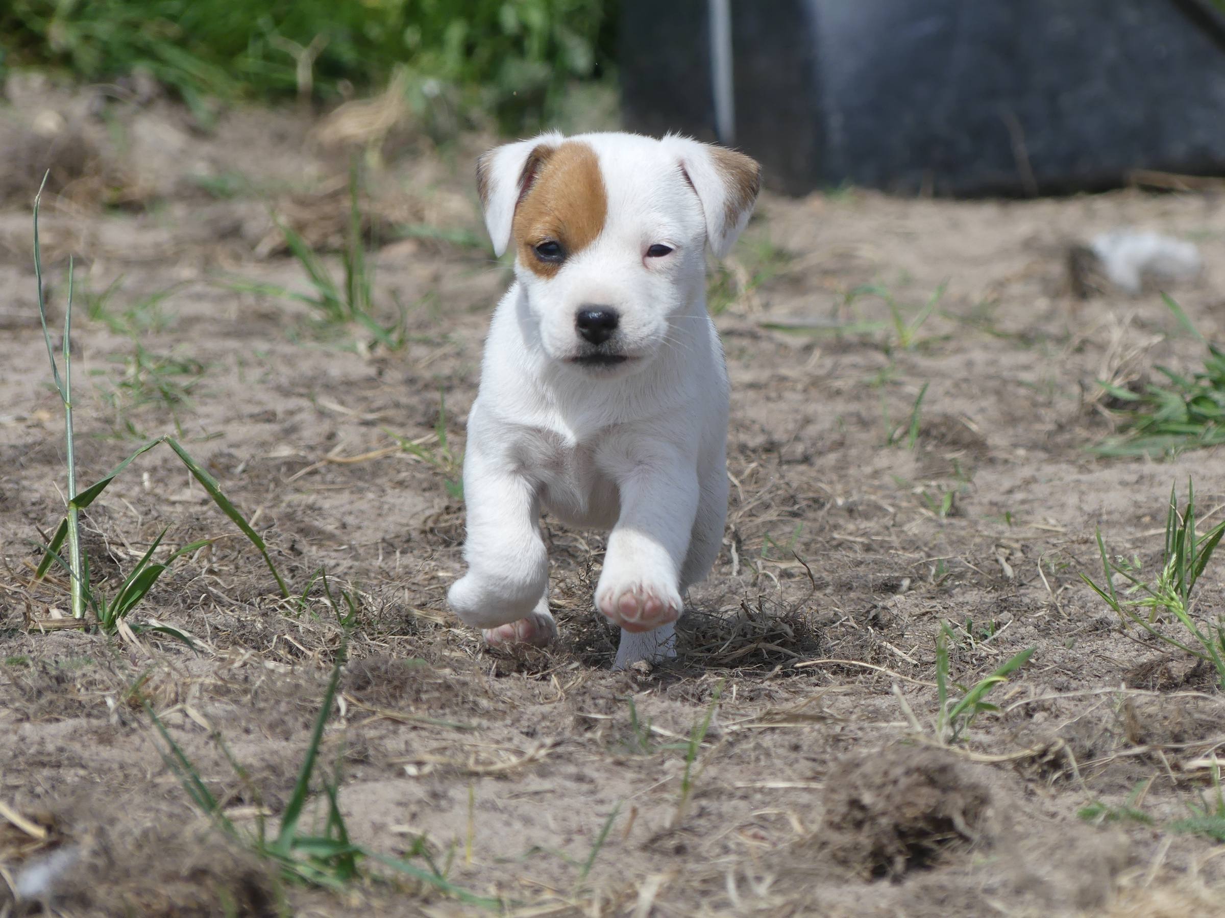 Chiot Jack Russell blanc et fauve qui court vers l’objectif