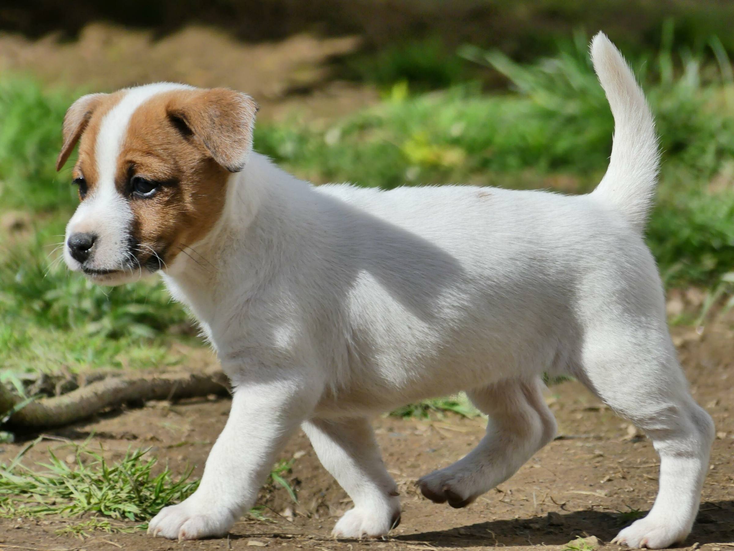 Chiot Jack Russell blanc et fauve marchant dans l'herbe