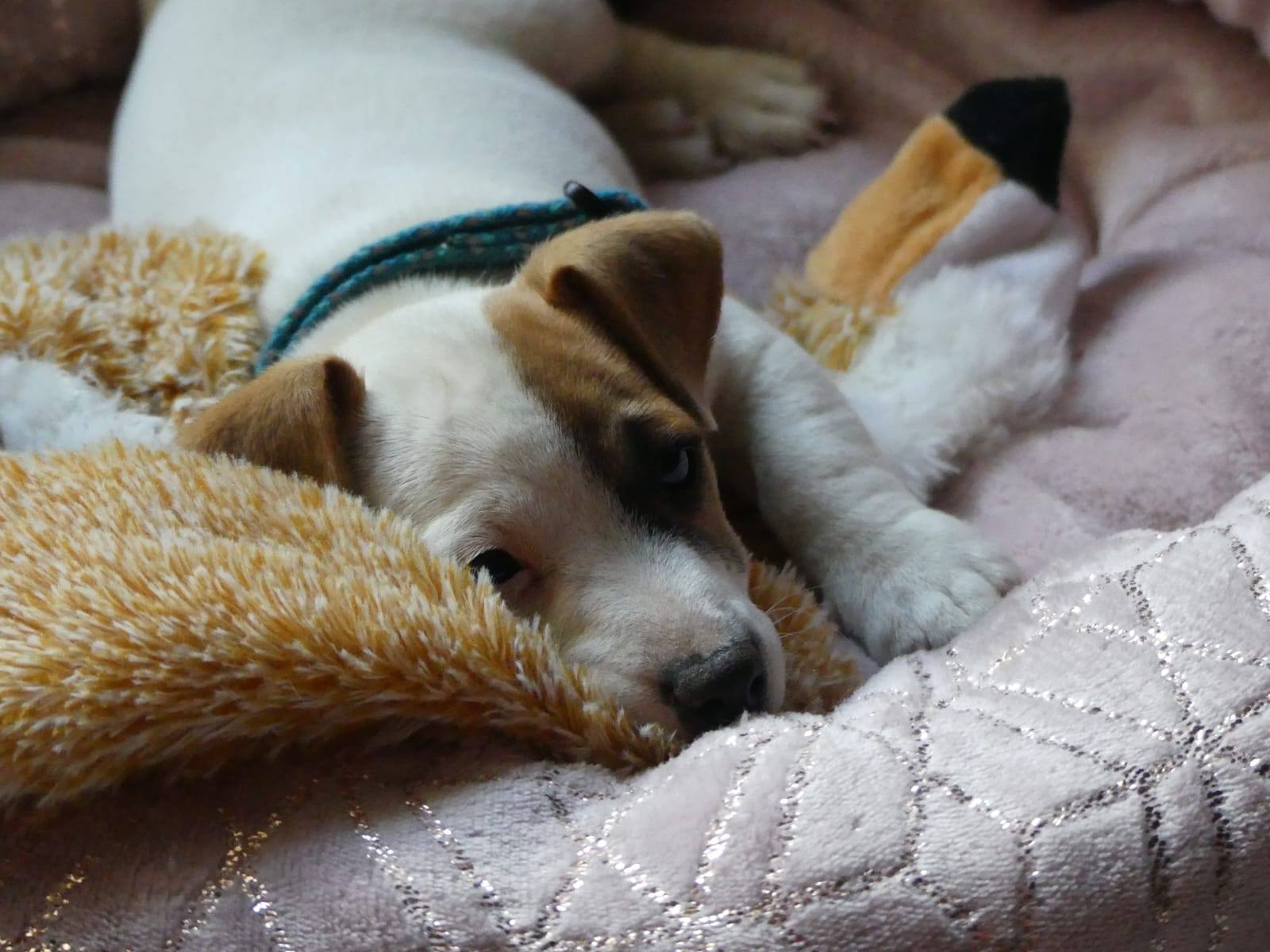 Chiot Jack Russell endormi dans un panier avec une peluche