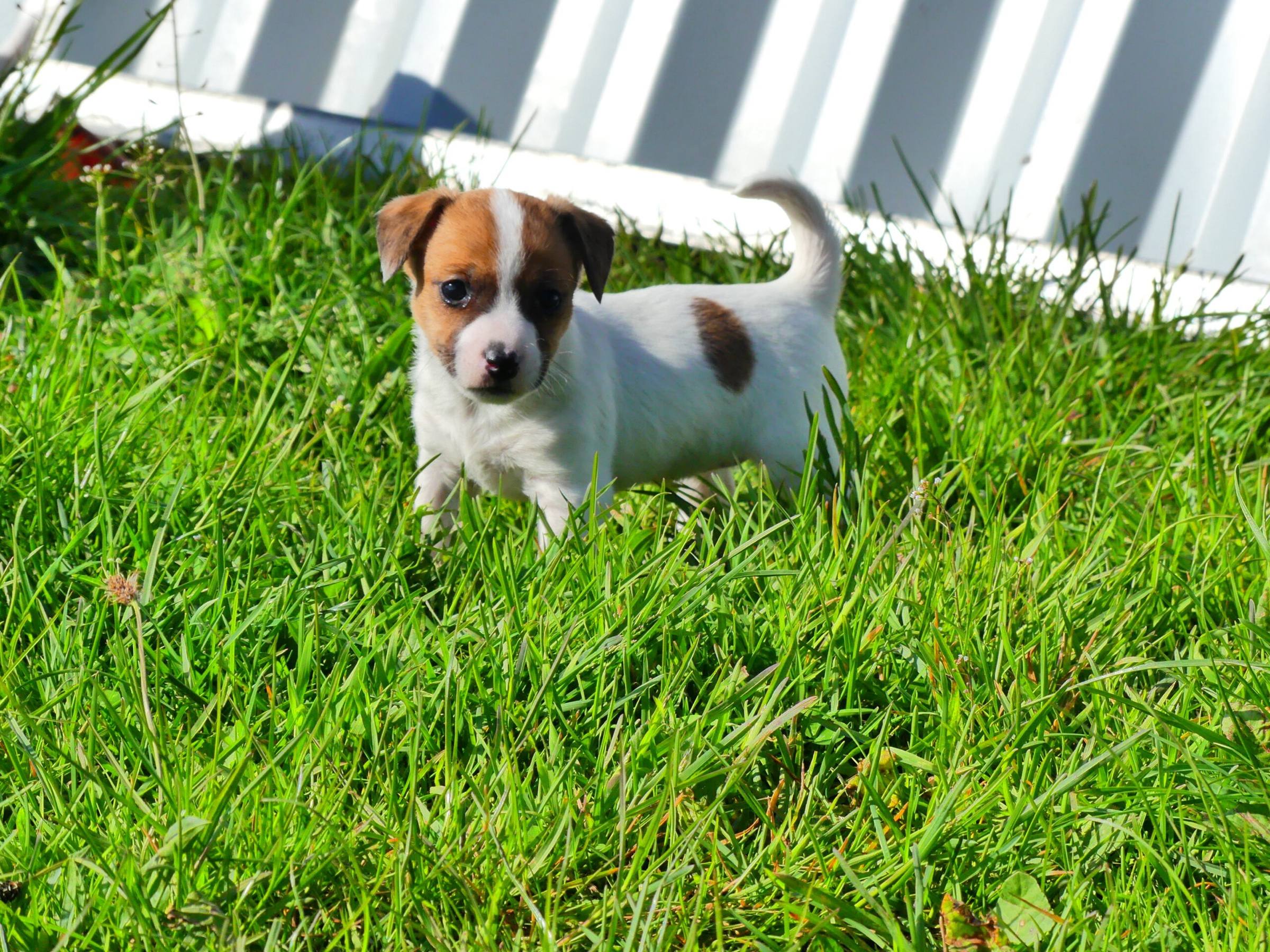 Chiot Jack Russell debout sur la pelouse
