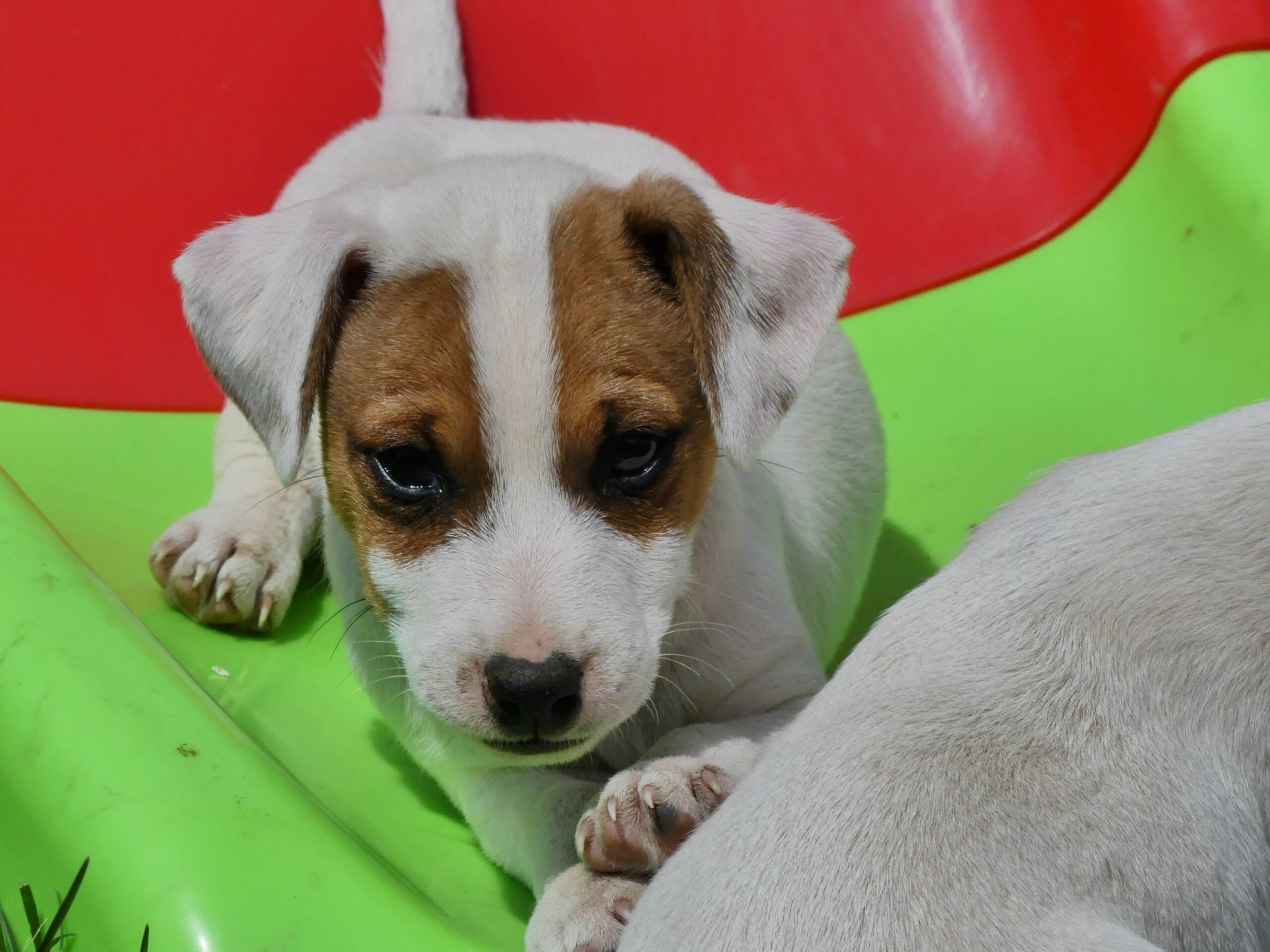 Chiot Jack Russell couché sur un toboggan pour enfants