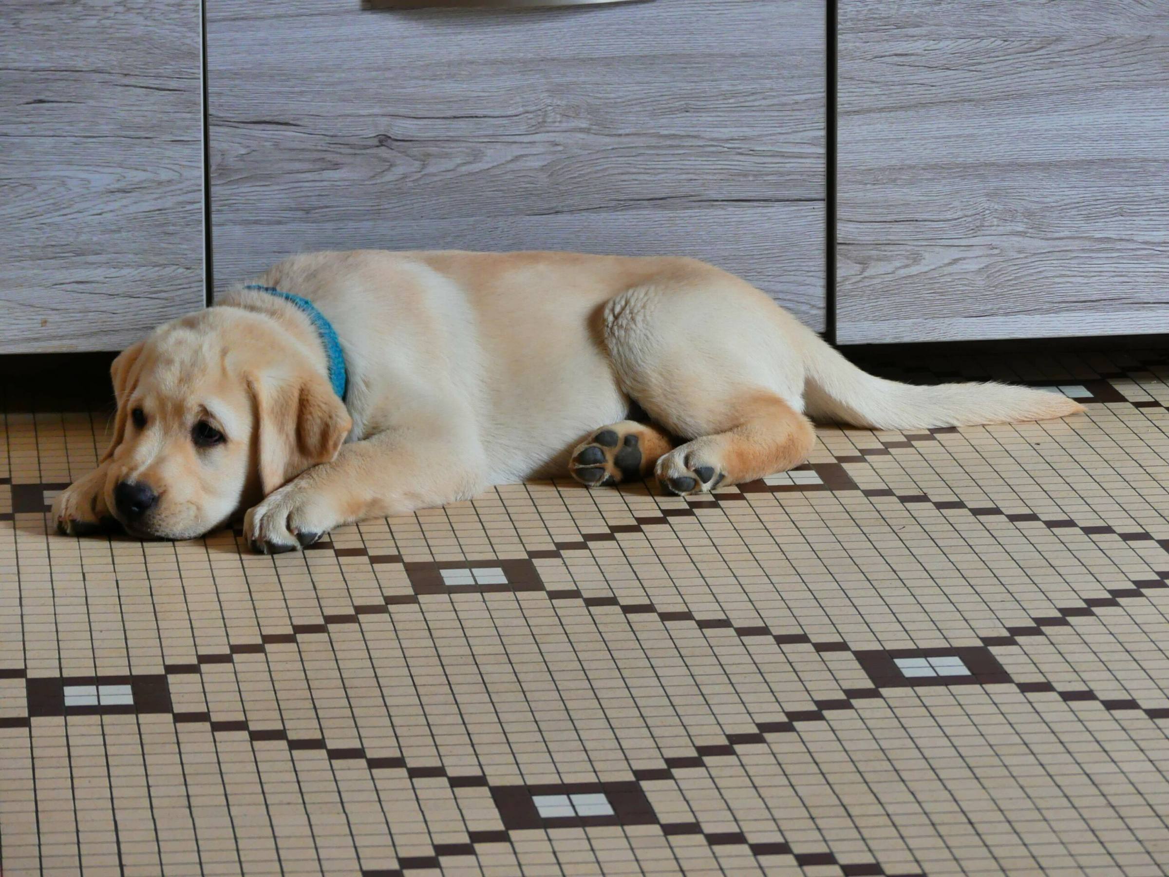 Chiot Labrador sable allongé à la maison
