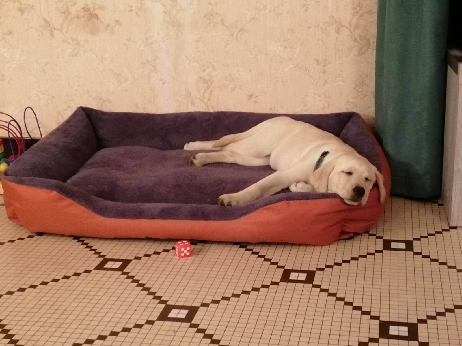 Chiot Labrador sable endormi dans son panier
