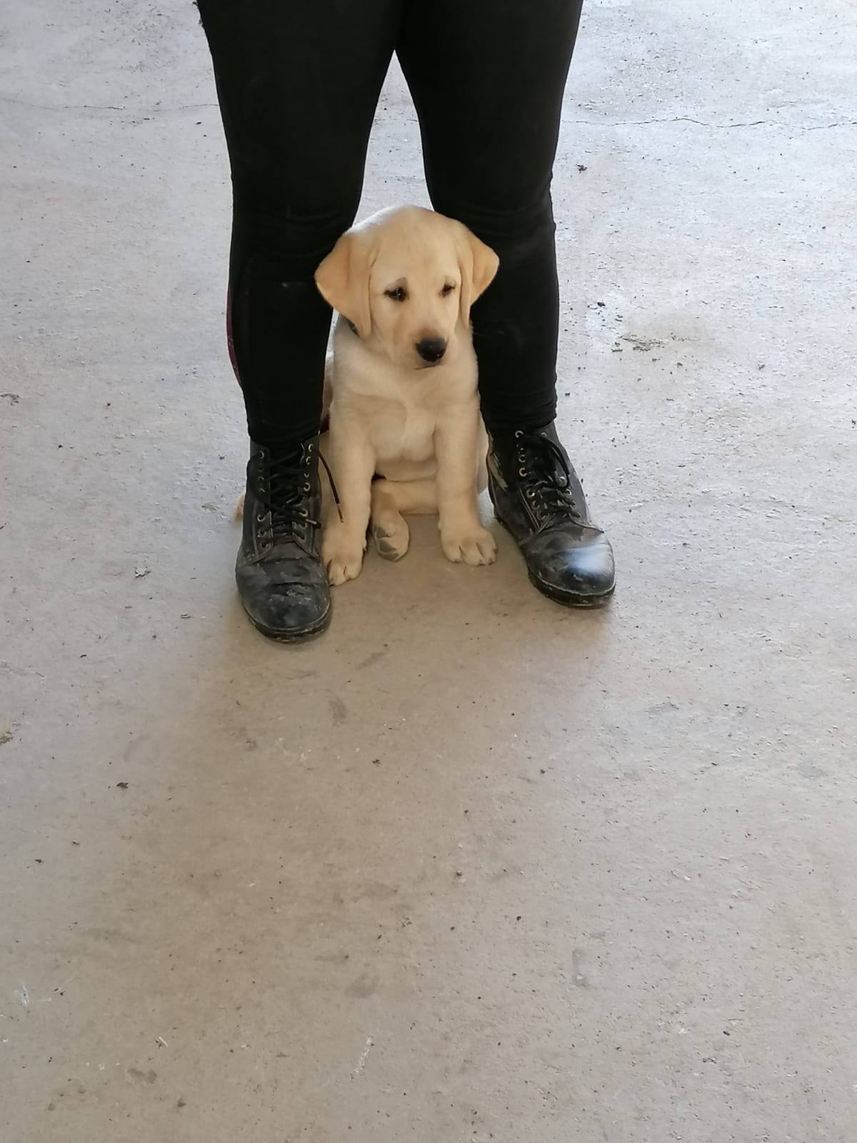 Chiot Labrador sable assis bien sage entre deux bottes