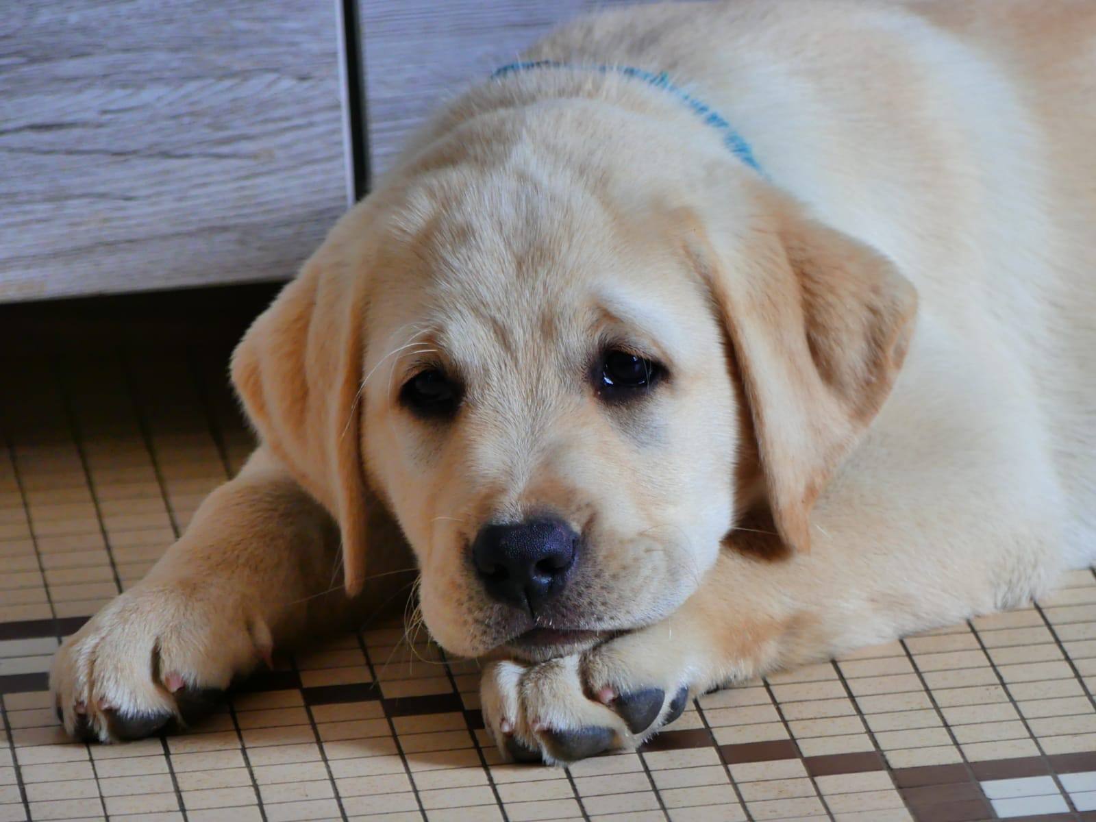 Portrait d’un chiot Labrador sable couché