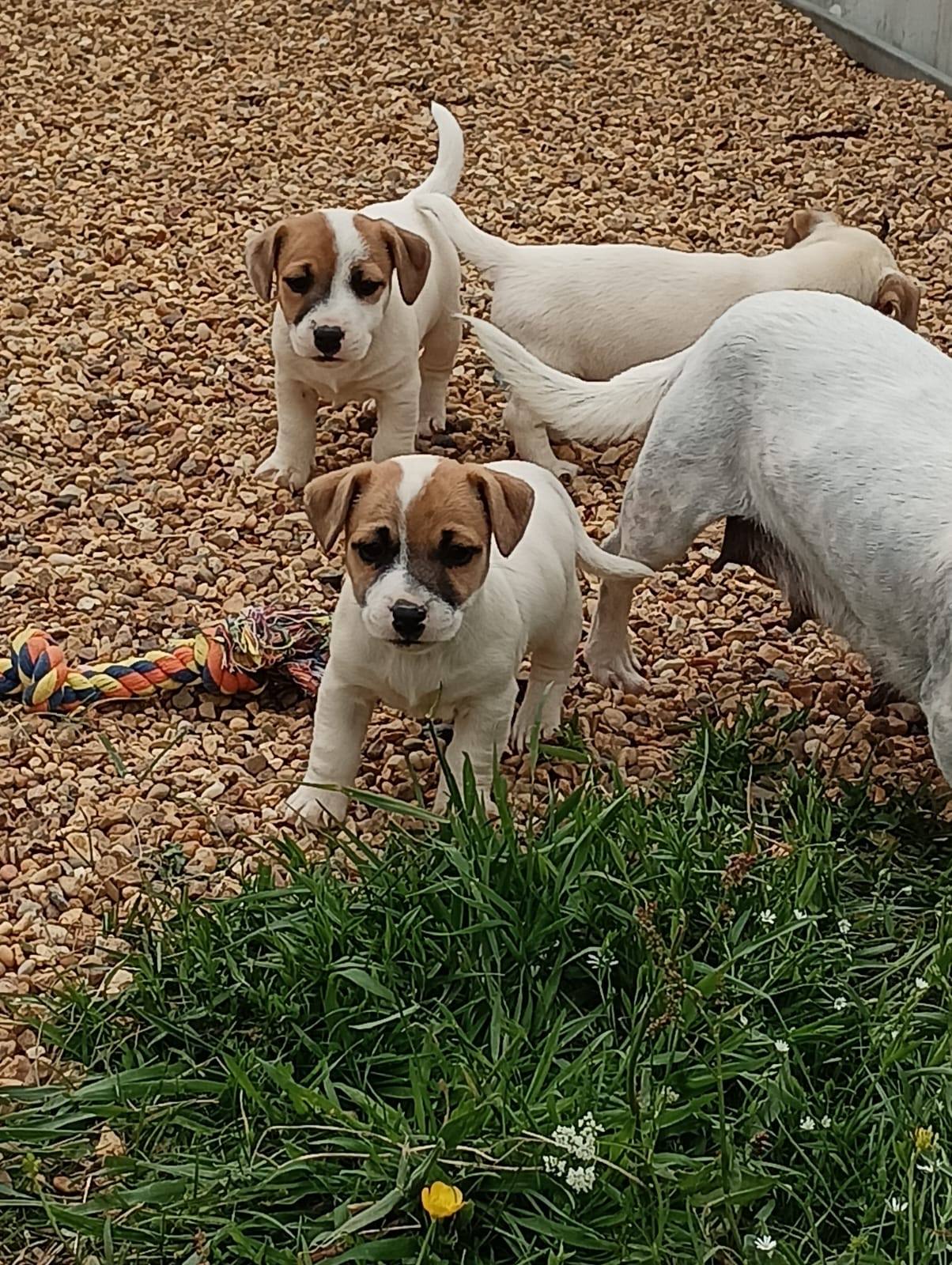 Chiots Jack Russell qui jouent ensemble dehors