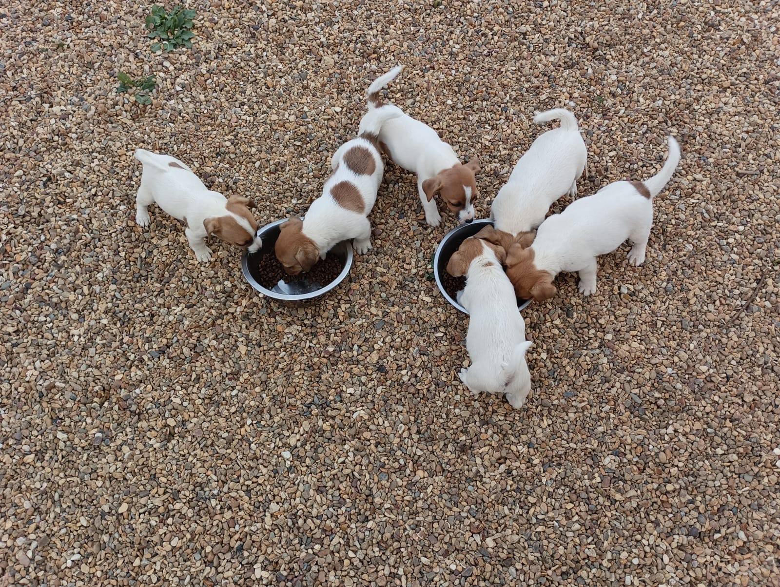 Chiots Jack Russell autour de leur gamelle à l'élevage