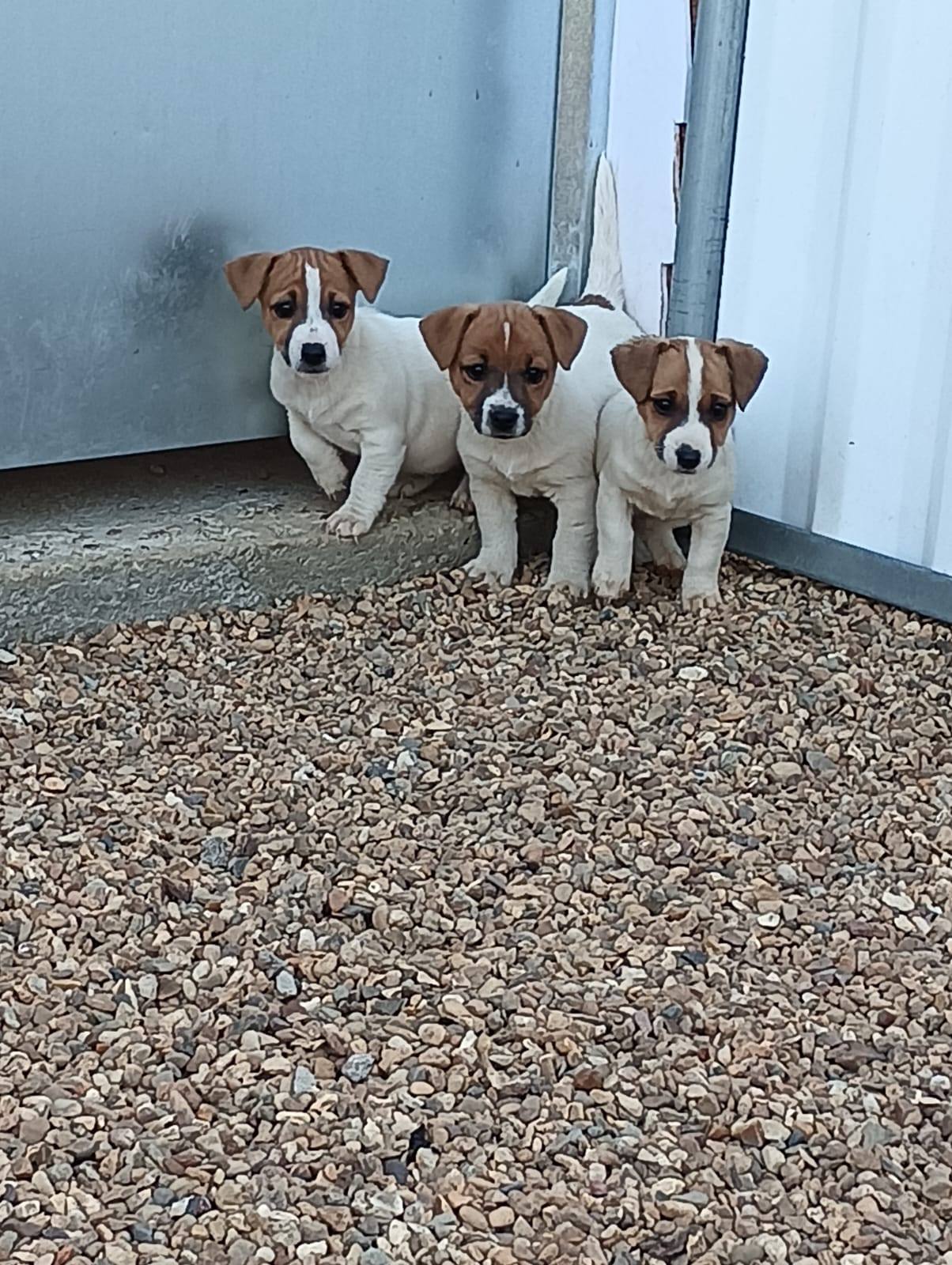 Trois chiots Jack Russell assis côte à côte