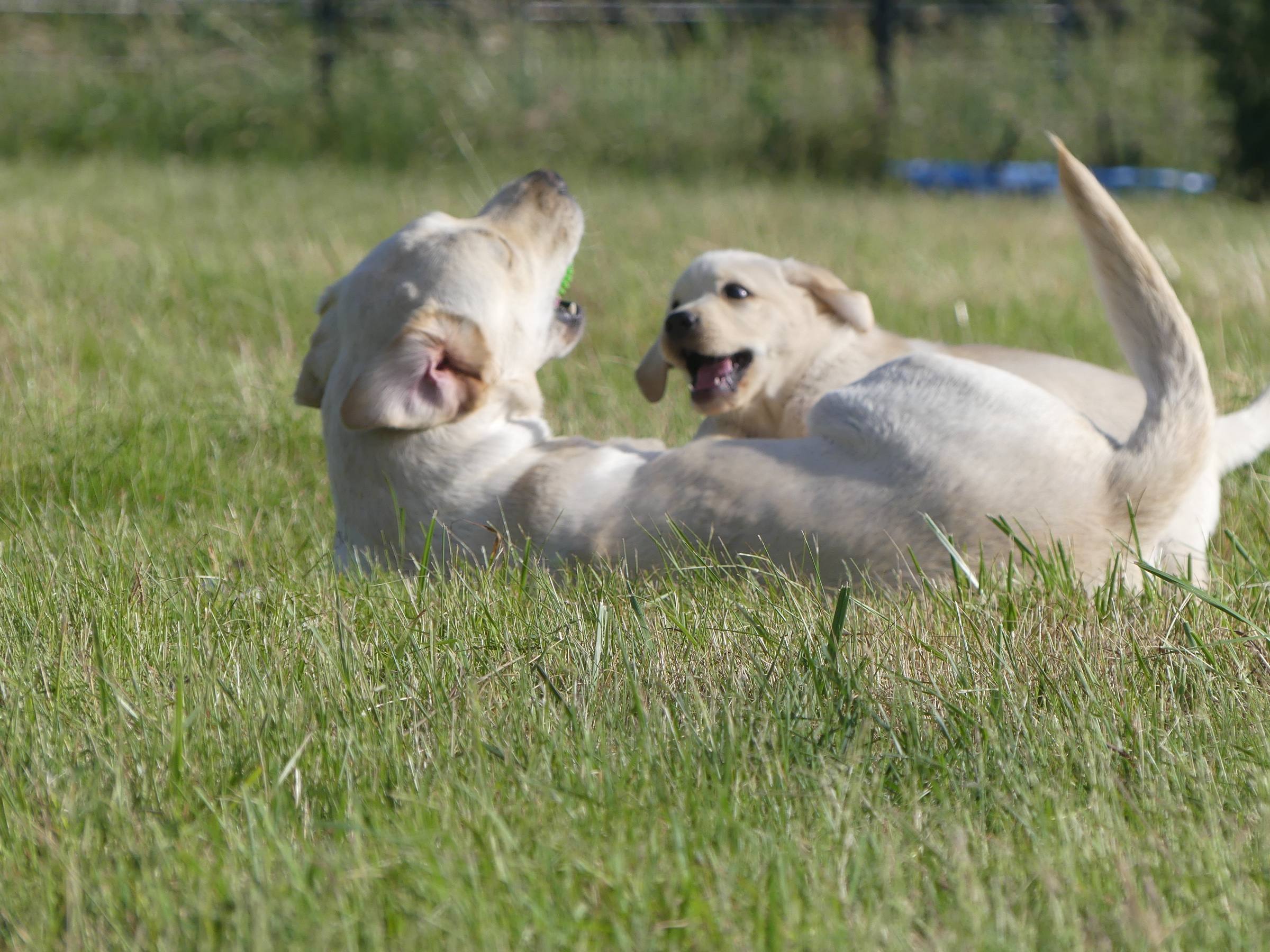 Deux chiots Labrador sable qui jouent dans l'herbe