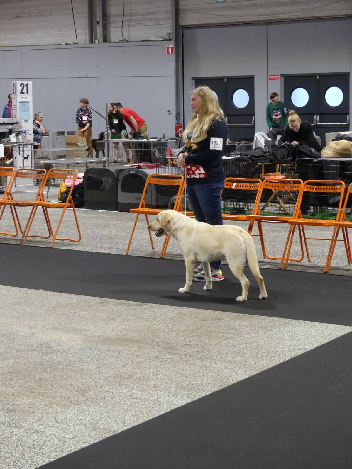 Labrador de l'élevage présenté en exposition canine