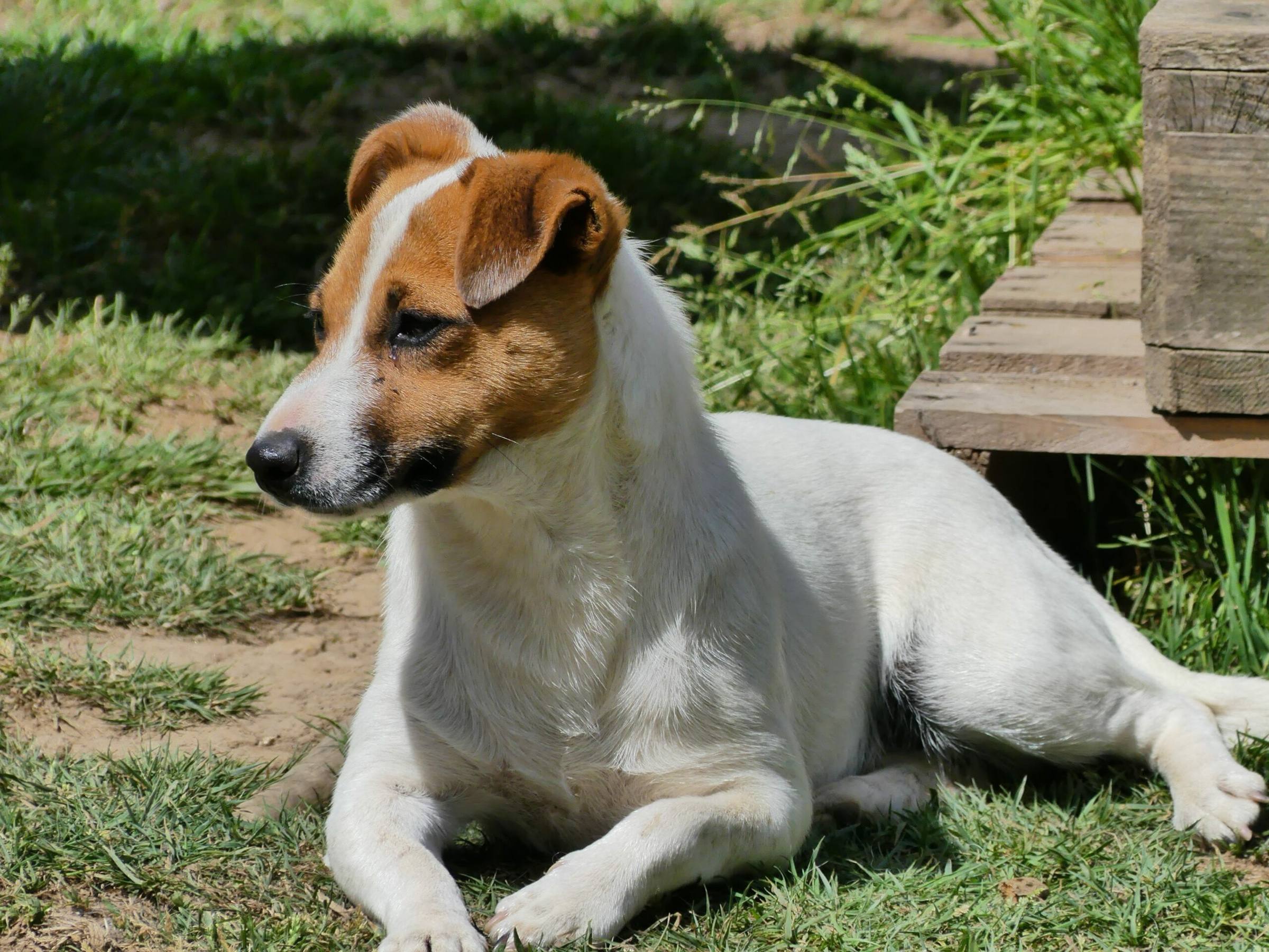 Jack Russell Terrier adulte tricolore couché dans l'herbe à l'Élevage O'Nest