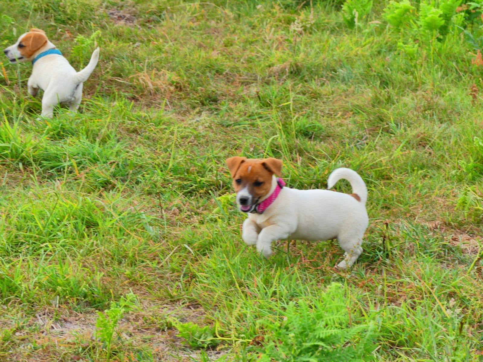 Deux chiots Jack Russell avec collier jouant dans la prairie