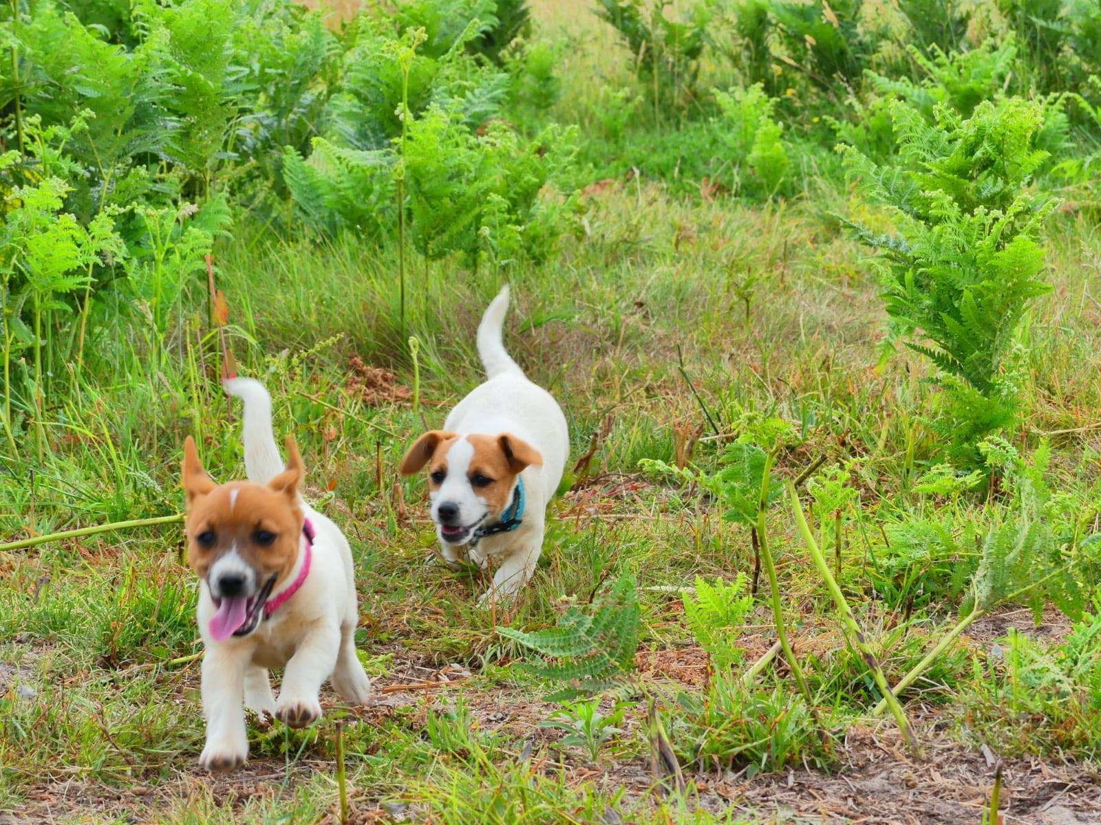Deux Jack Russell Terrier courant dans l'herbe