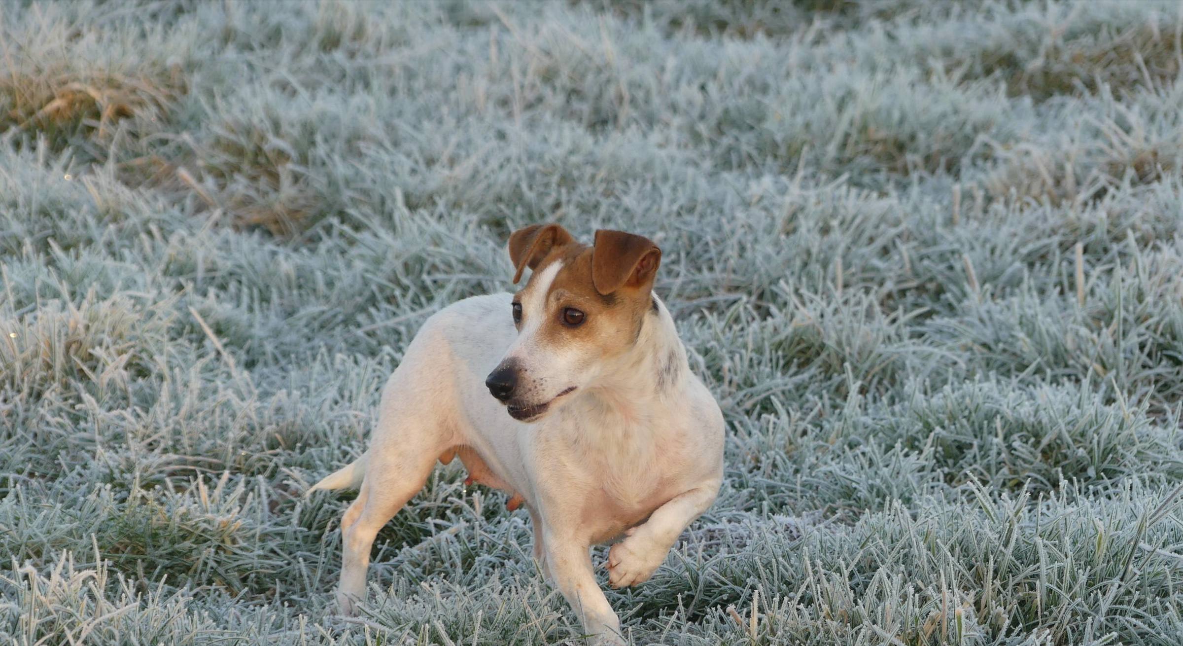 Jack Russell Terrier se retournant dans une prairie givrée au soleil