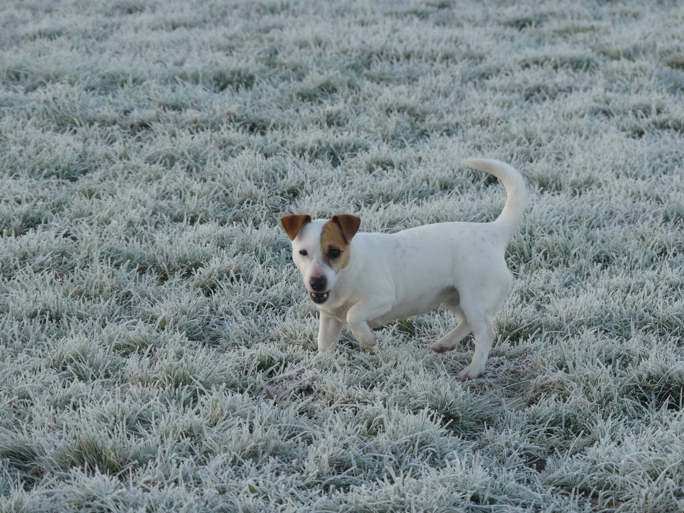 Jack Russell Terrier blanc et feu dans une prairie givrée