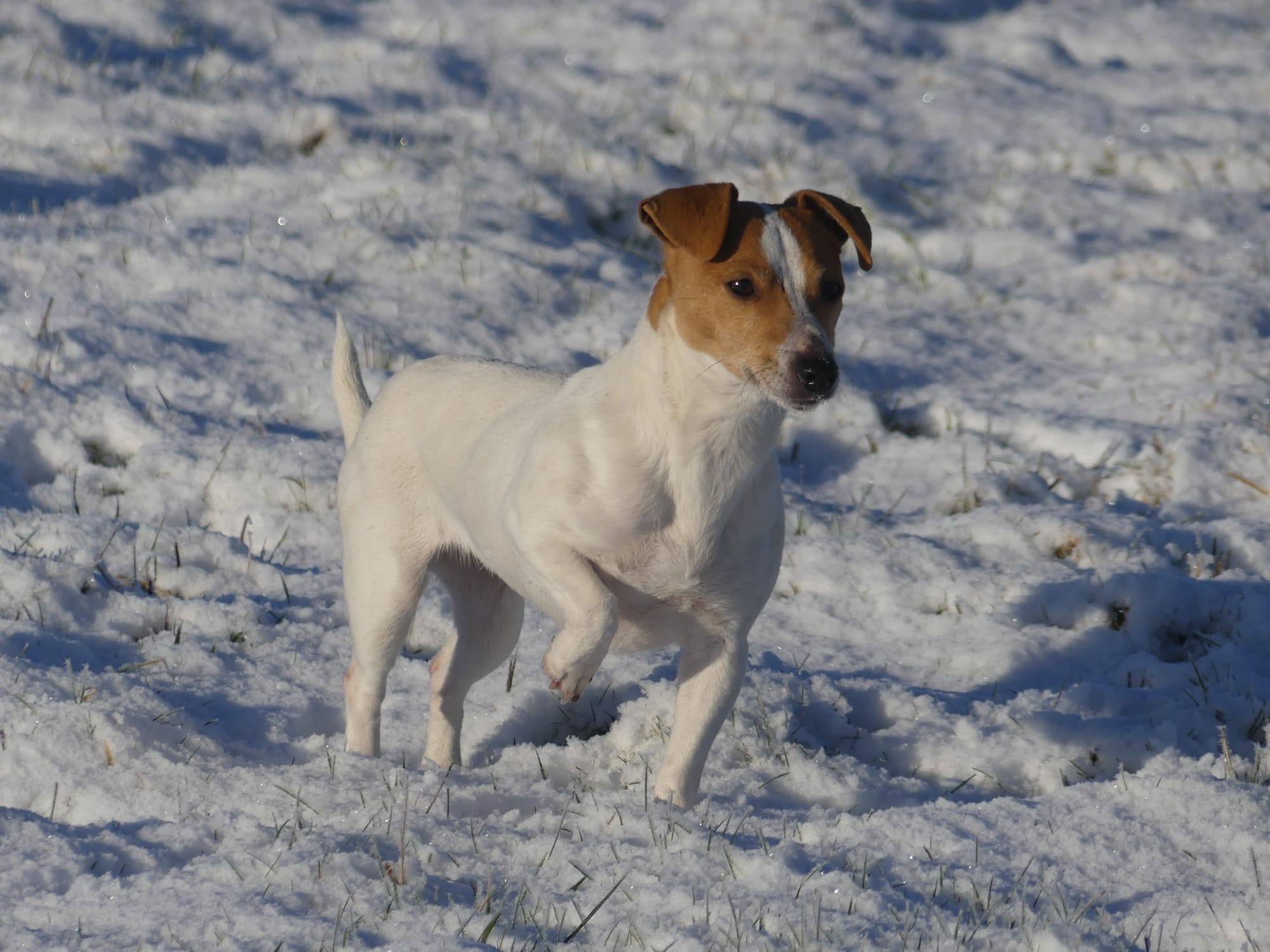 Jack Russell Terrier blanc et feu, patte levée dans la neige