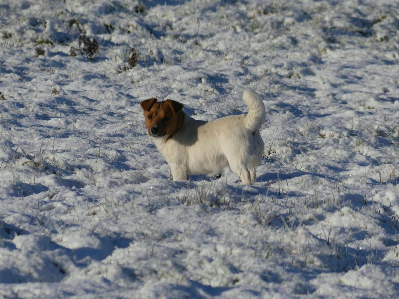 Jack Russell Terrier dans une prairie enneigée en plein soleil