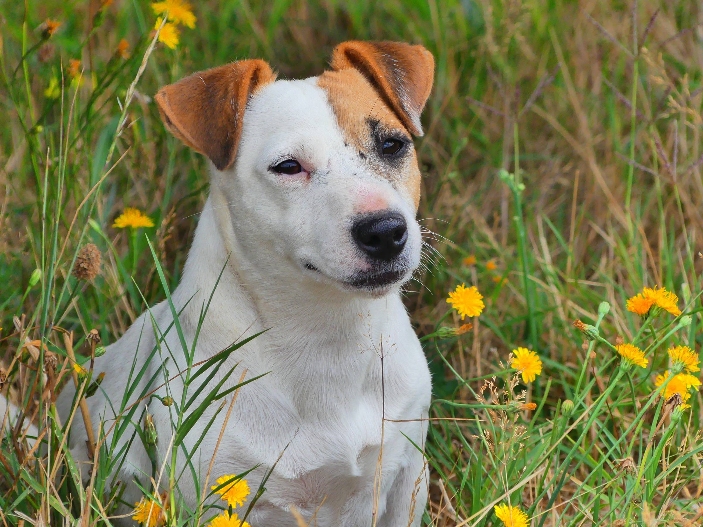 Portrait d'un Jack Russell Terrier blanc et feu dans les fleurs jaunes de la prairie