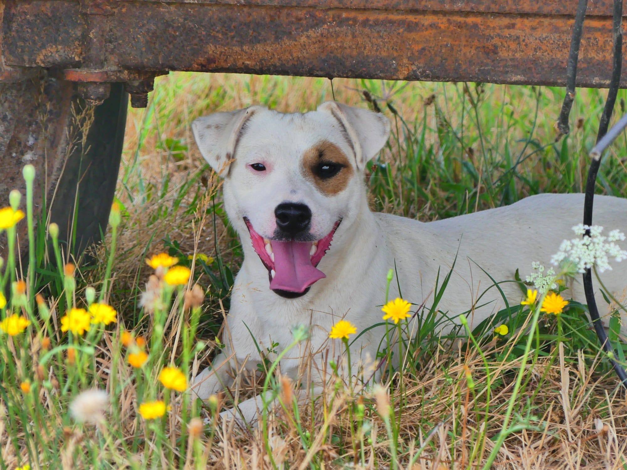 Jack Russell Terrier souriant, couché dans l'herbe fleurie de l'élevage