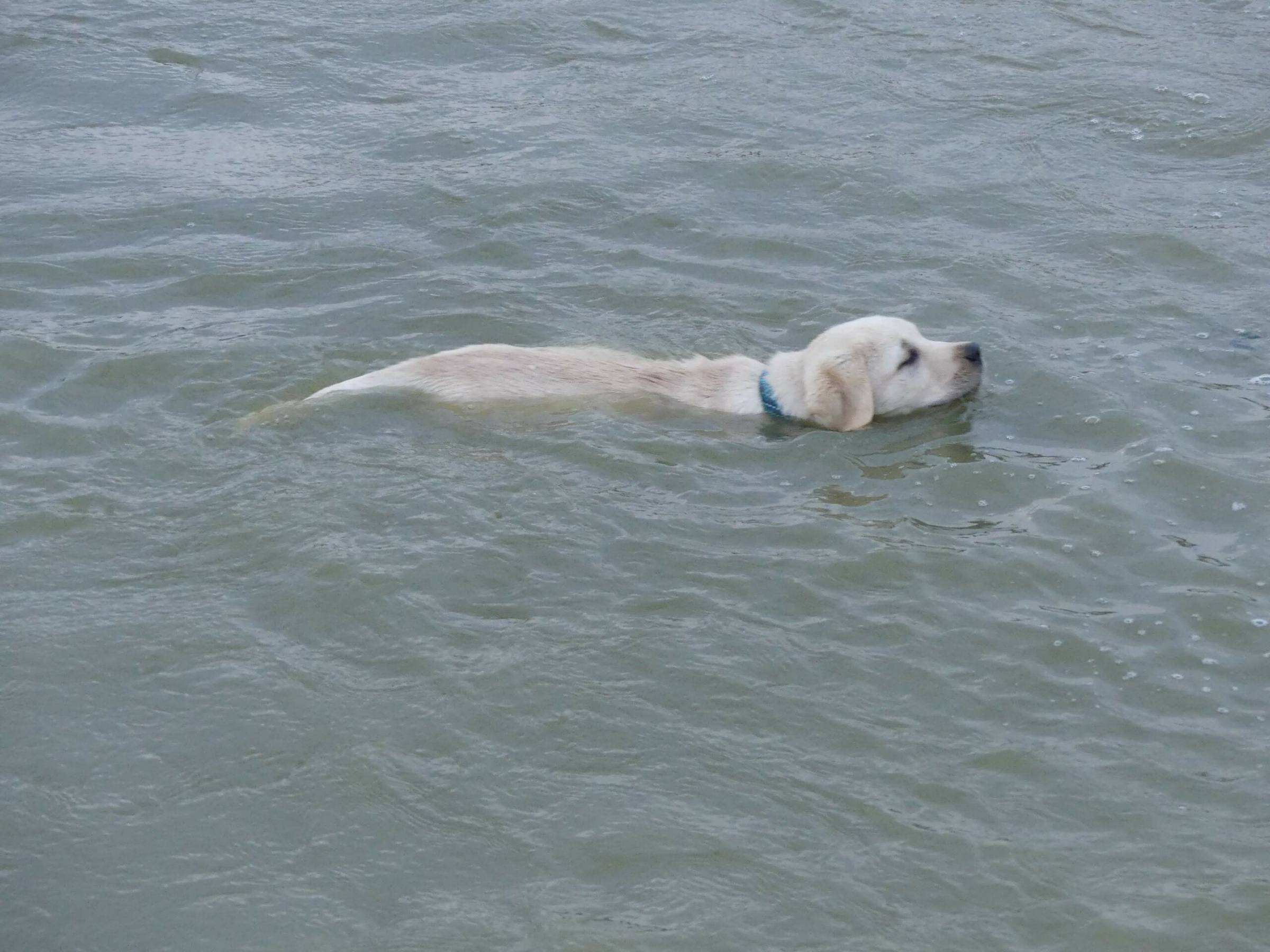 Labrador sable qui nage dans la rivière