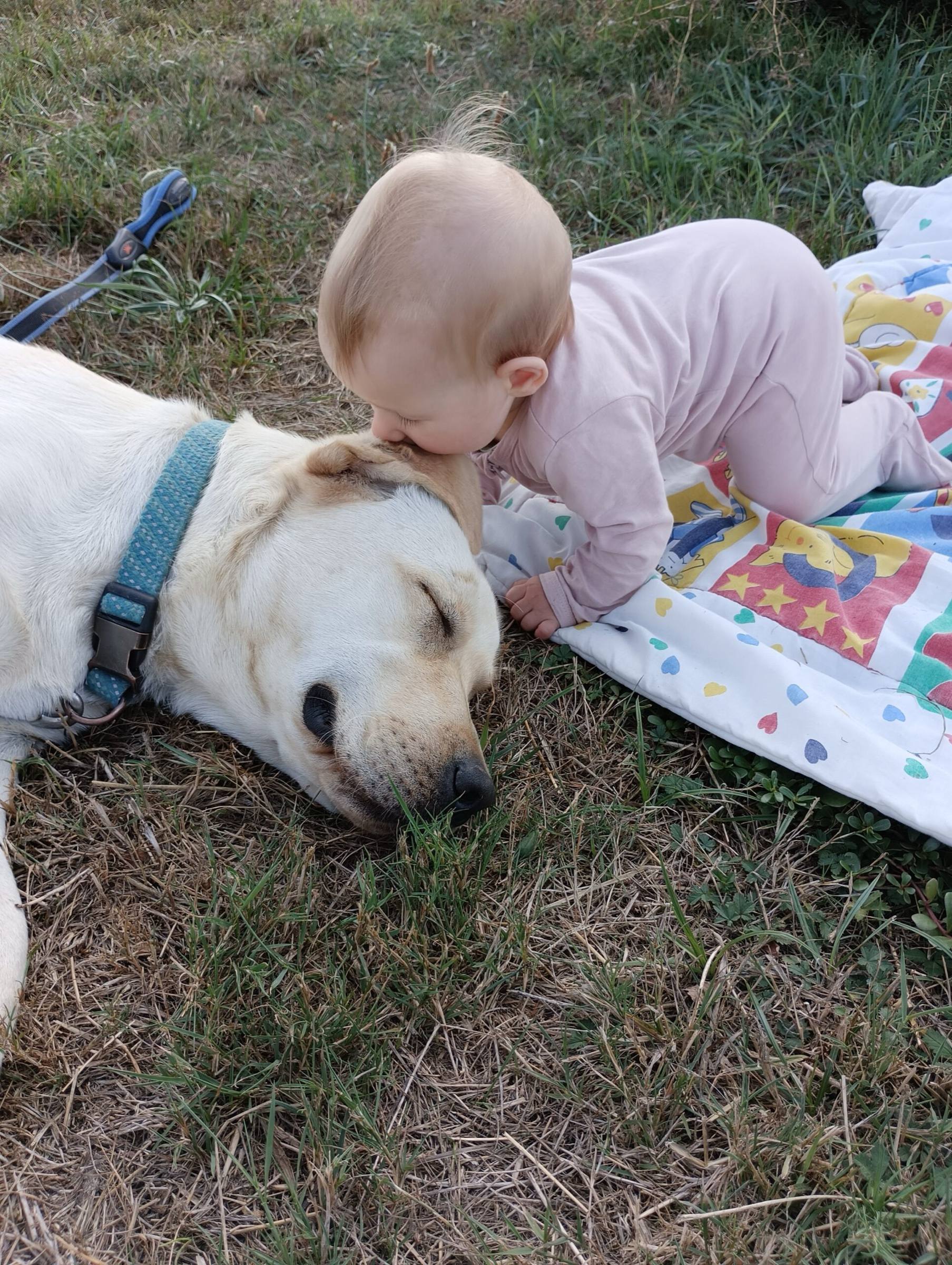 Labrador couché près d’un bébé, en toute confiance
