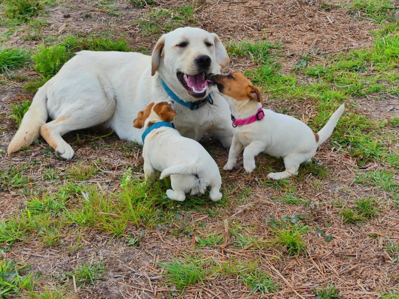 Labrador sable couché jouant avec deux chiots Jack Russell