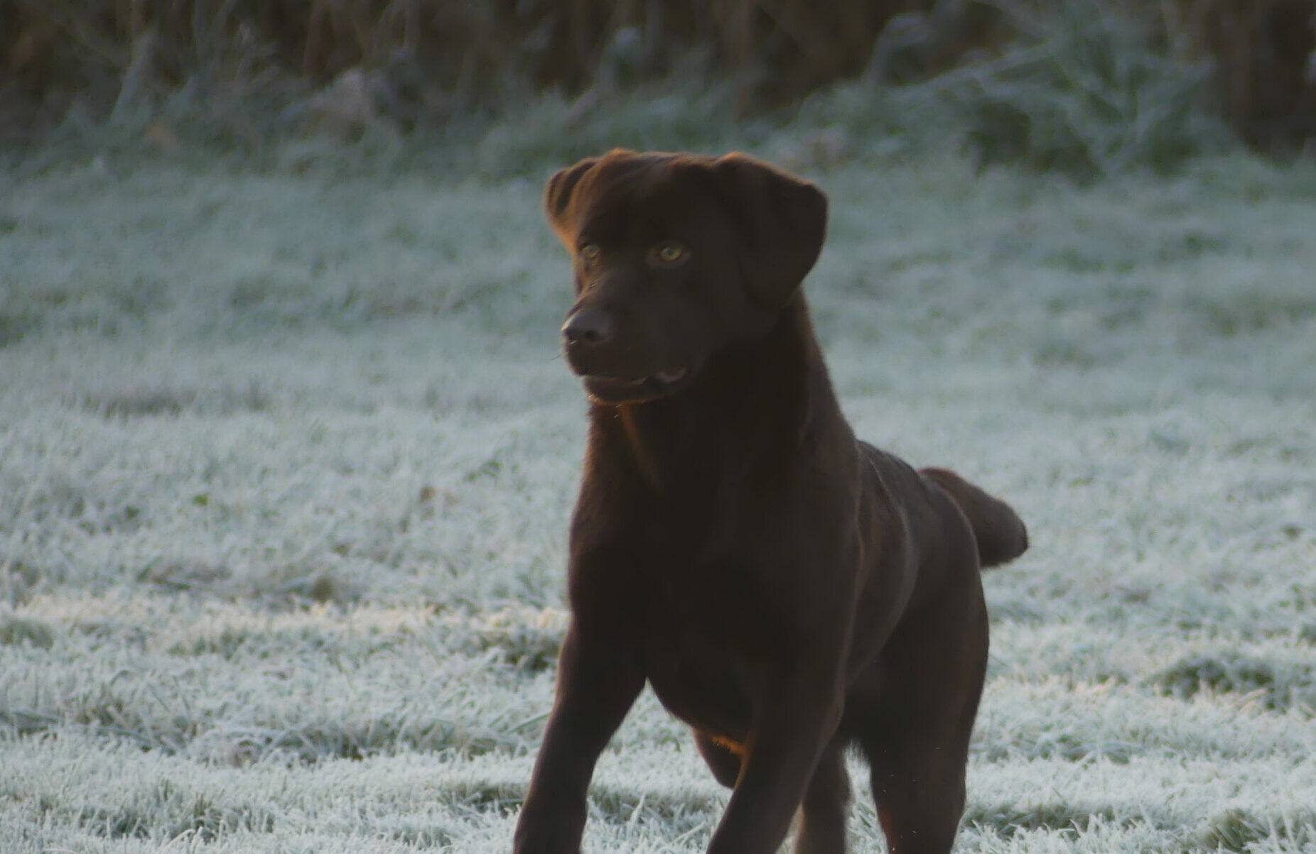 Labrador Retriever chocolat sur l’herbe givrée