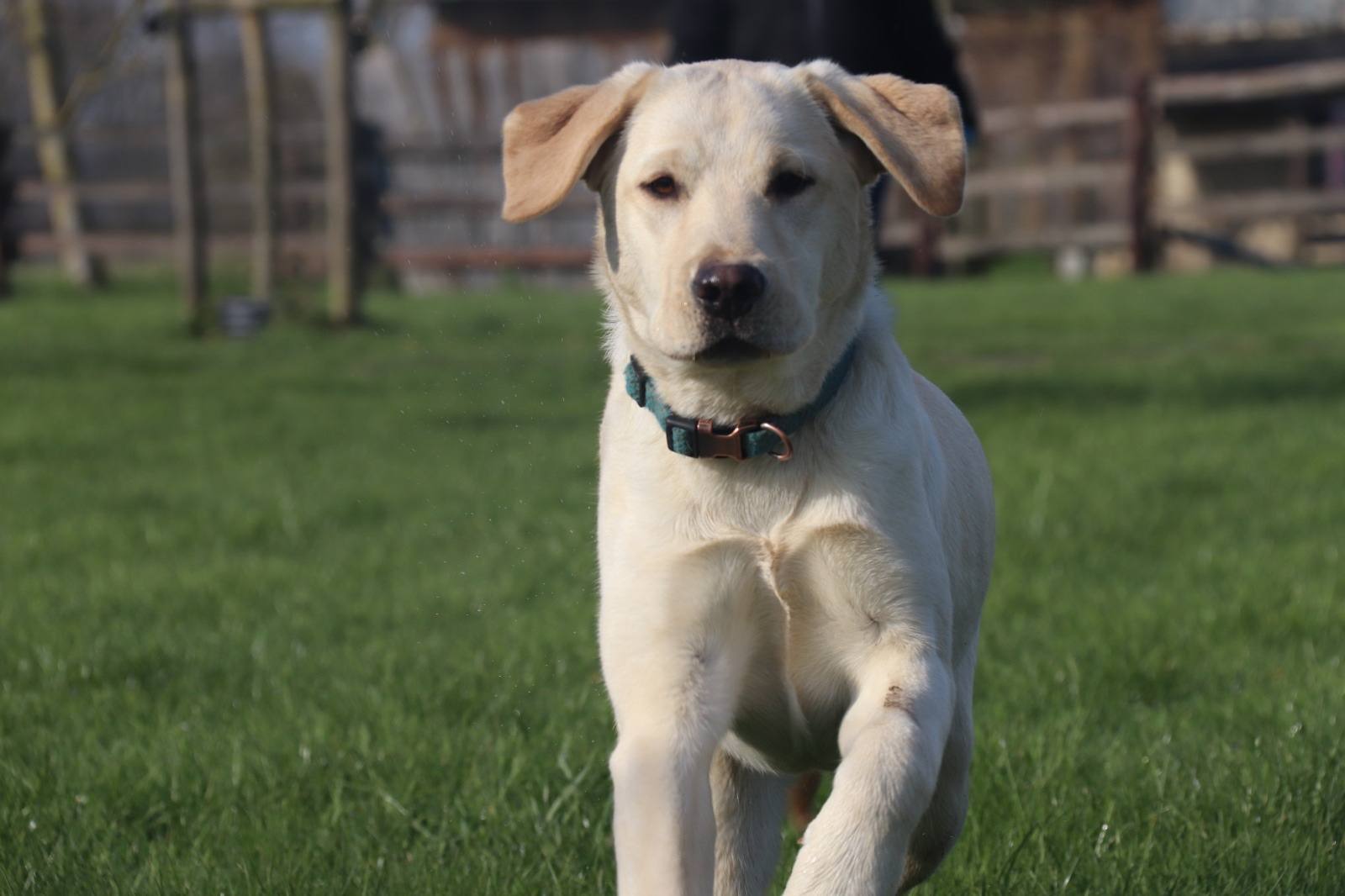 Labrador sable courant vers le photographe