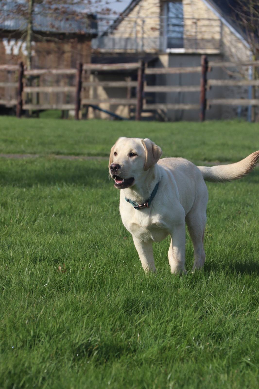 Labrador sable devant la grange de l'élevage