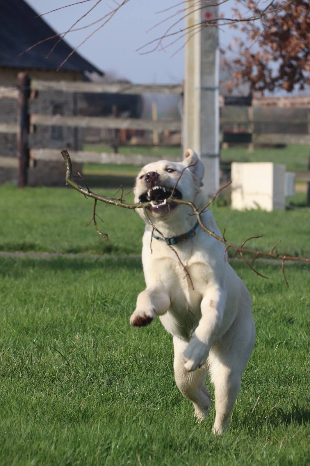Labrador sable debout jouant avec un bâton