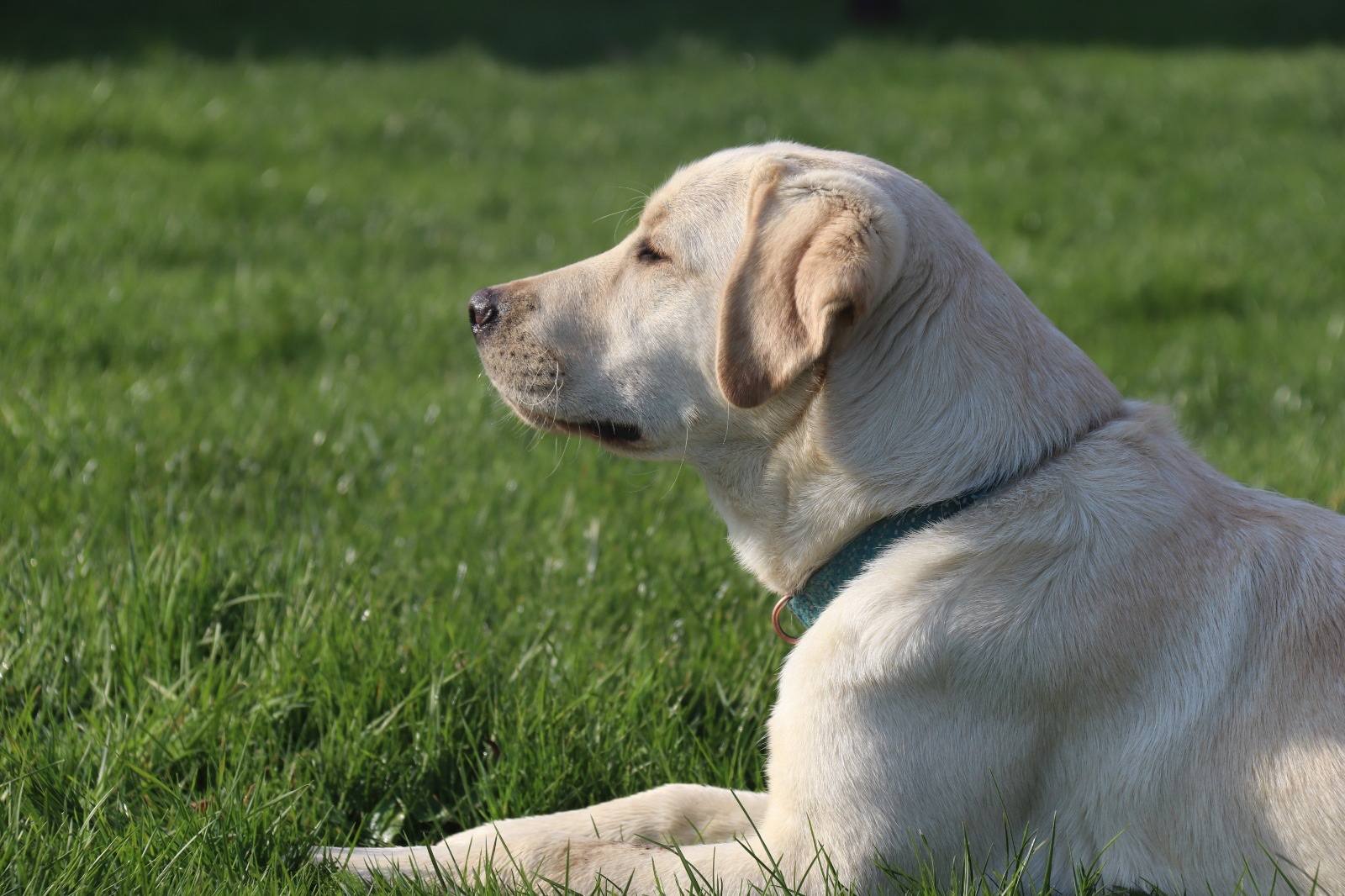 Labrador Retriever sable de profil allongé dans l'herbe