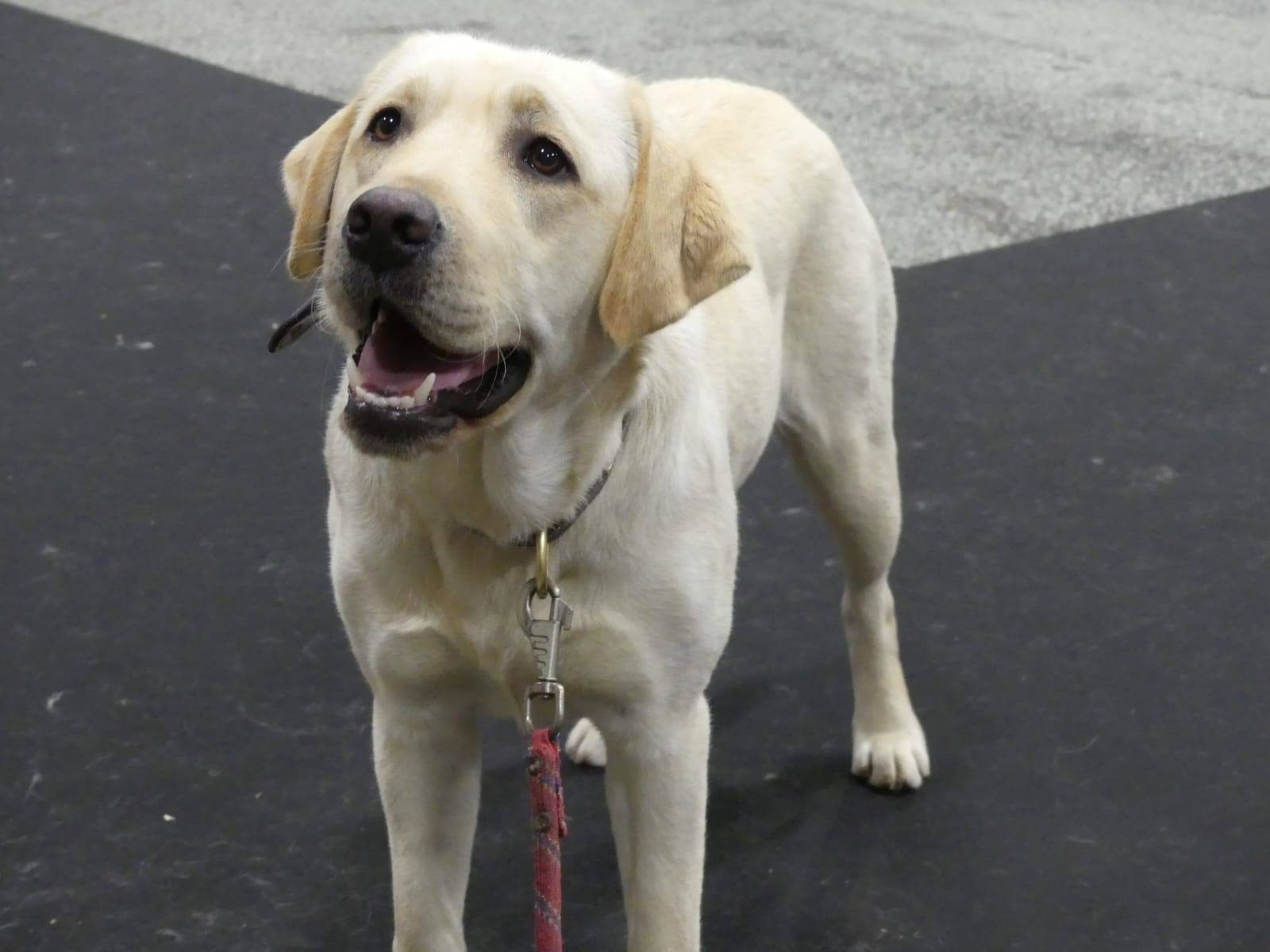Portrait d’un Labrador Retriever sable souriant