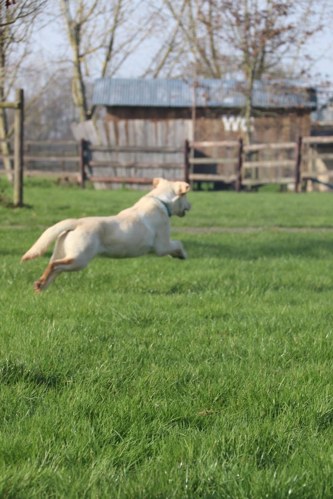 Labrador sable en plein saut dans la prairie