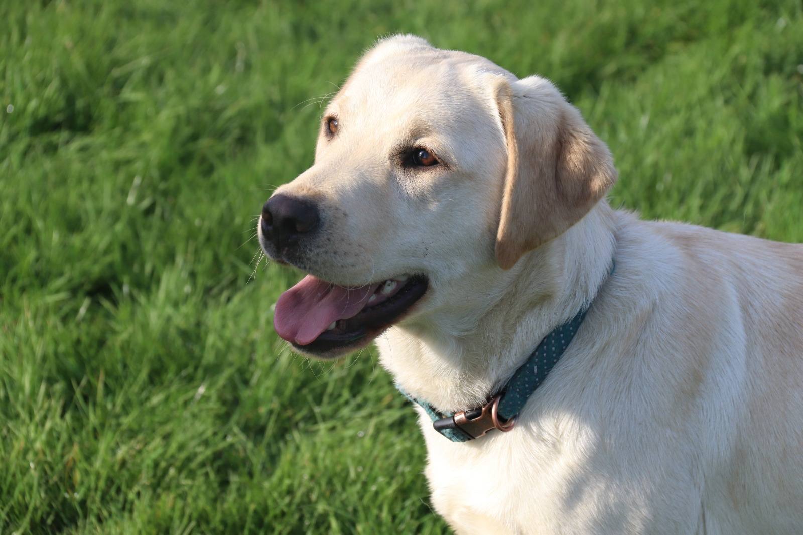 Labrador Retriever sable joyeux, gueule ouverte