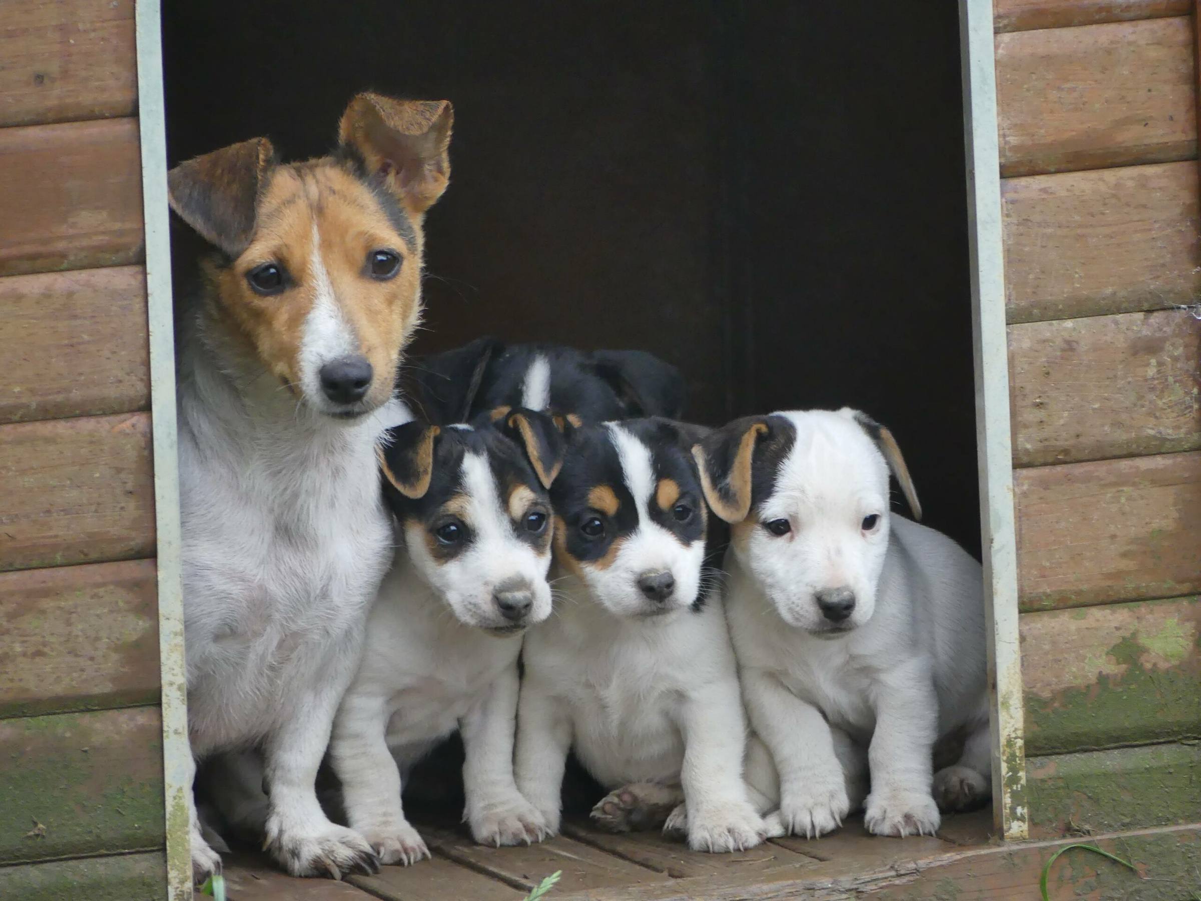 Mère Jack Russell et ses chiots tricolores dans la niche