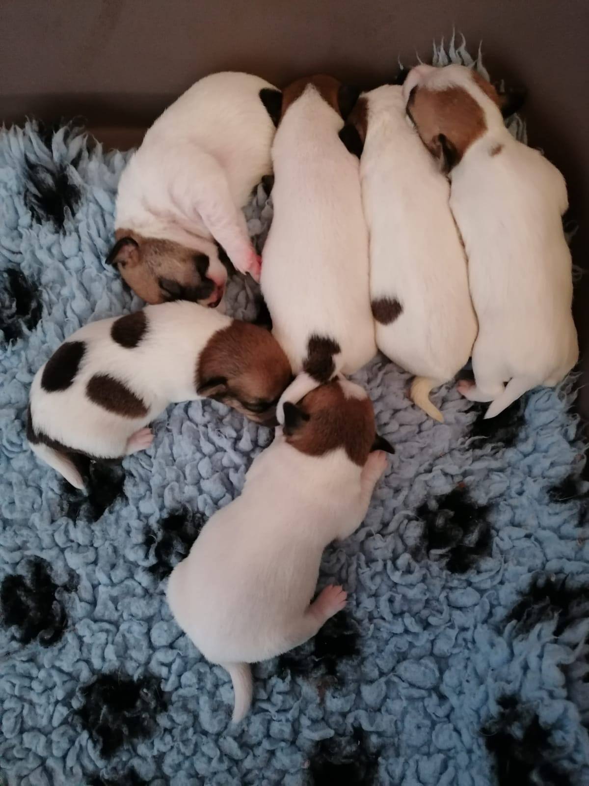 Chiots Jack Russell nouveau-nés sur un plaid
