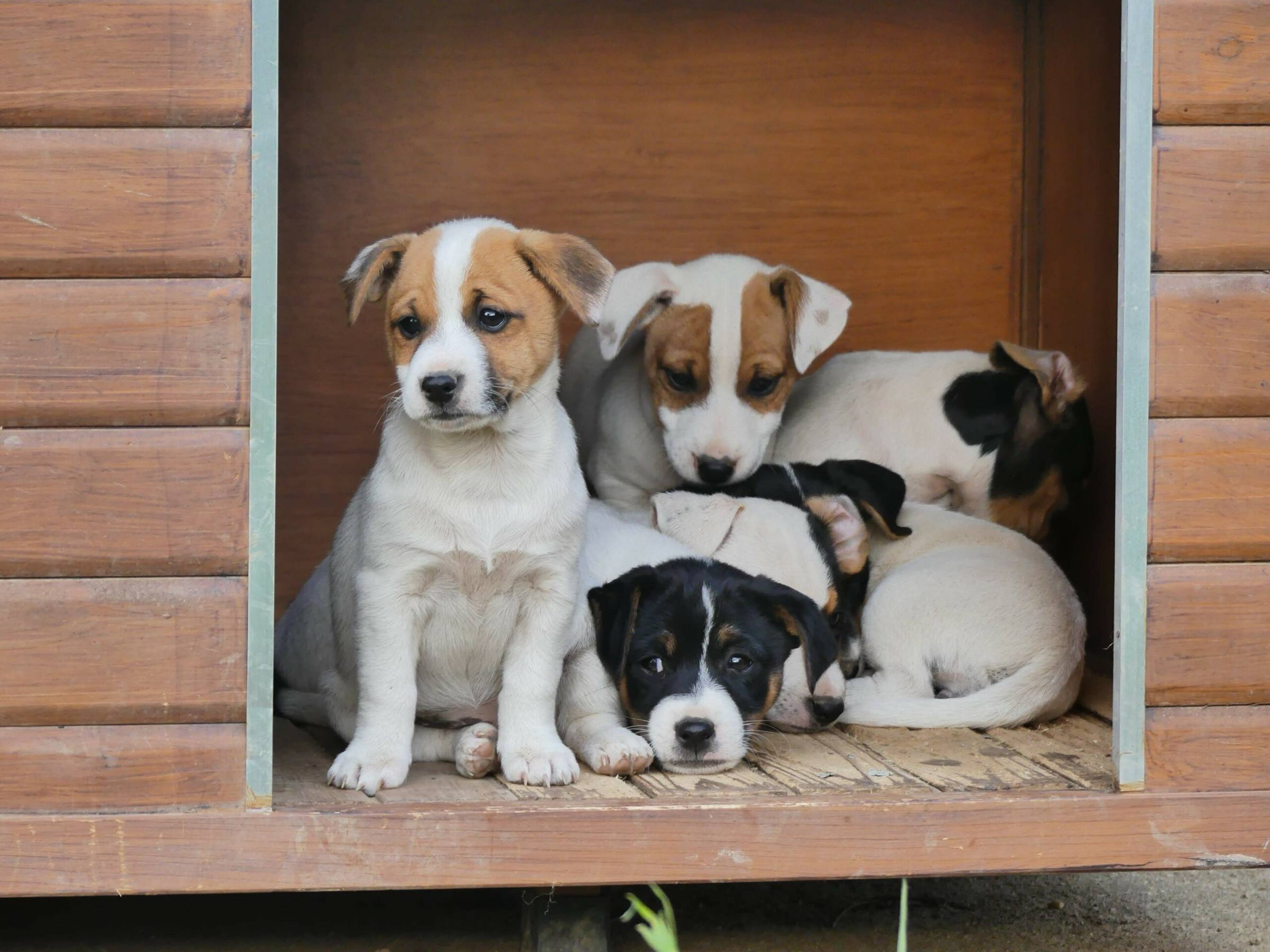 Portée de chiots Jack Russell blottis dans leur niche en bois