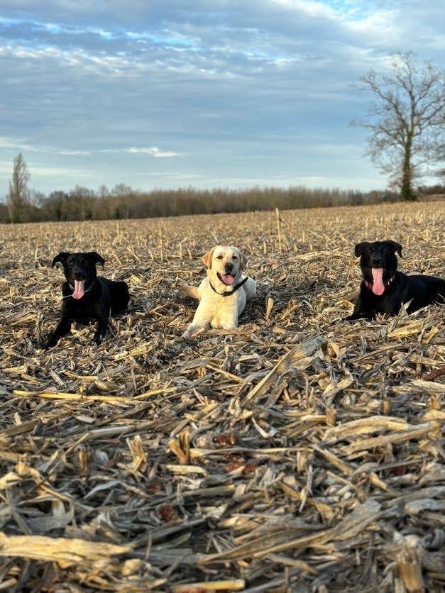 Trois Labradors, deux noirs et un sable, couchés dans un champ